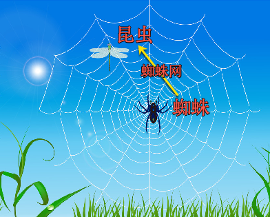 spider_net_insect